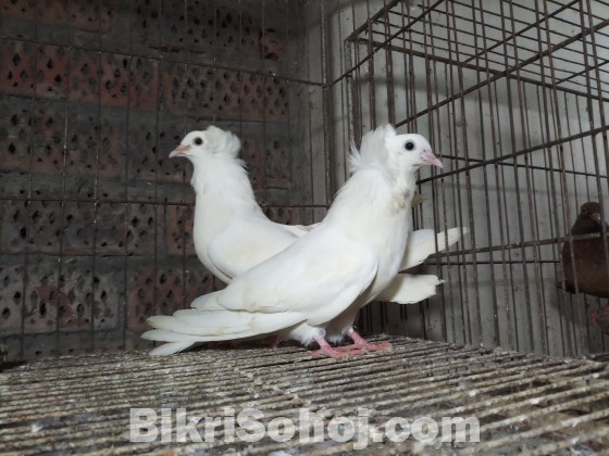 White Bombay baby pair 0 Por